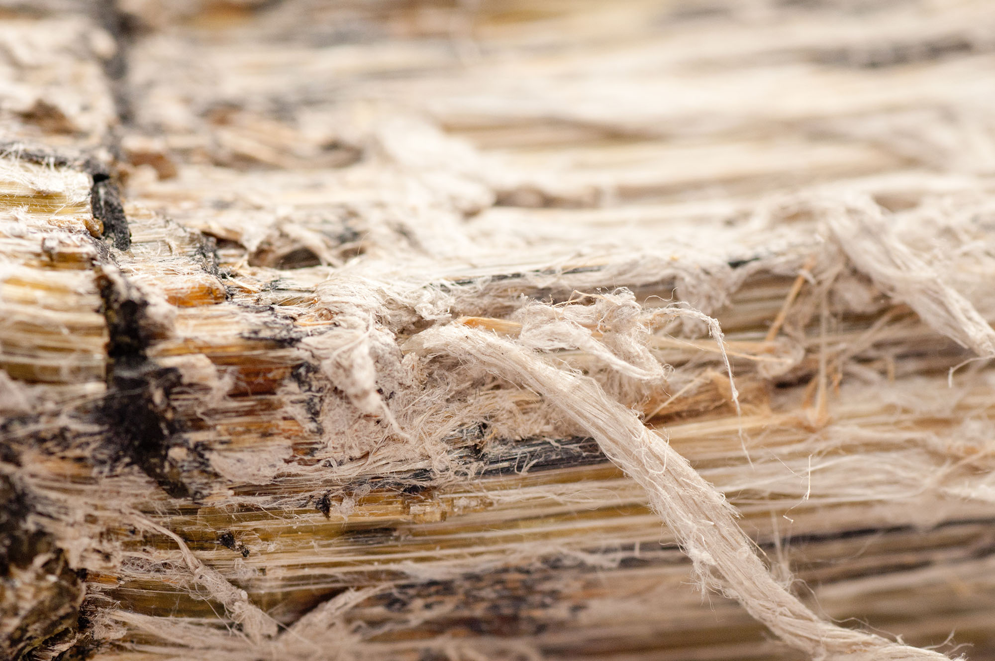Asbestos chrysotile fibers that cause lung disease, COPD, lung cancer, mesothelioma