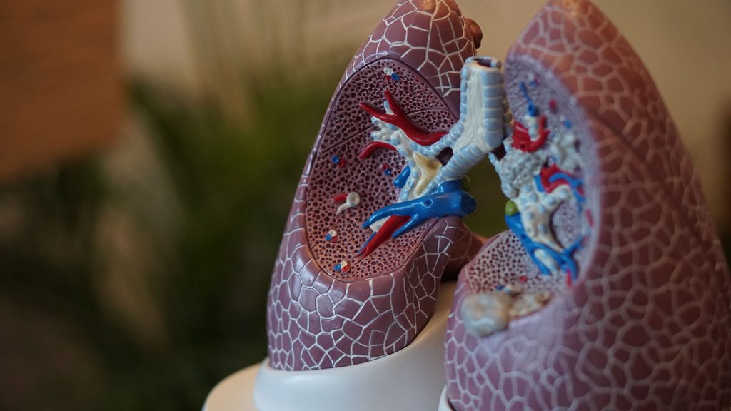 Cross section view of the lungs organ - Chronic Obstructive Pulmonary Disease