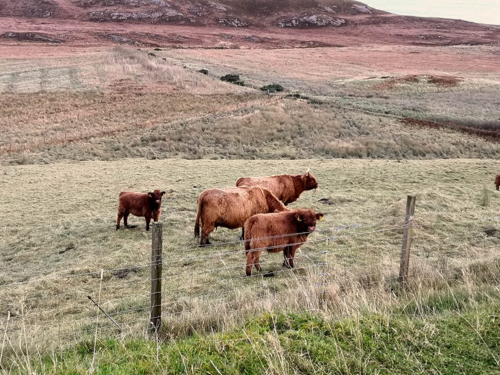 Highland Cows on a farm in the UK - Agriculture, Forestry and Fishing